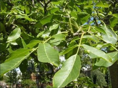 Pourquoi n'iriez-vous pas cueillir ces fruits, c'est l'époque ! Si vous passez sous cet arbre il vous livrera ses trésors :