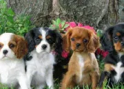 Quiz Le Cavalier King Charles