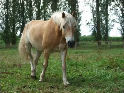 Quelle est l'allure de ce cheval ?