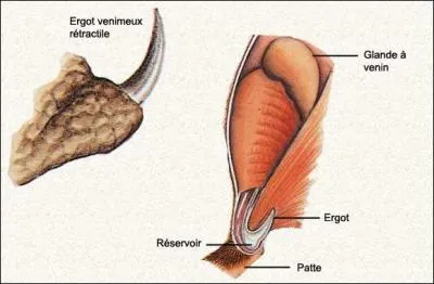 De ces trois animaux, lequel possède un aiguillon venimeux ?