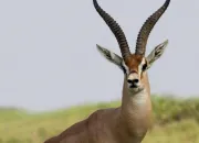 Quiz La gazelle