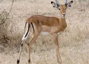 Quiz L'impala