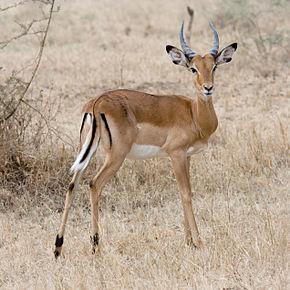 Quiz Animaux