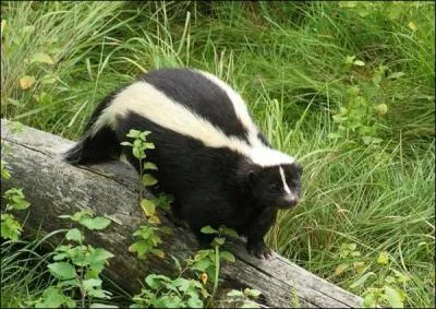 Le renard, le blaireau, la fouine, la moufette, etc ... sont souvent affublés de ce surnom !