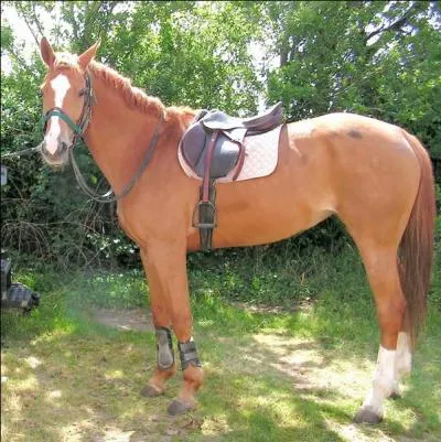 Quand on monte à cheval, de quel côté doit-on monter ?