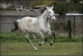 Quelle est la couleur de la robe de ce cheval ?