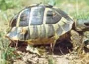 Quiz Les tortues