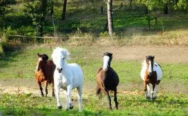 Quiz Chevaux