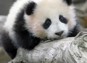 Quiz Les pandas dans tous leurs tats !