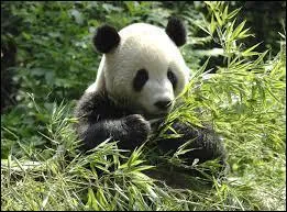 Dans quel pays vivent les pandas qui sont en libert ?