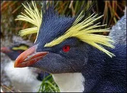 A quelle espèce cet oiseau marin aux aigrettes jaunes caractéristiques appartient-il ?