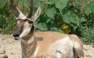 Quiz Animaux bizarres