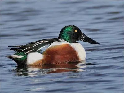 Quel est ce canard reconnaissable à son bec ?