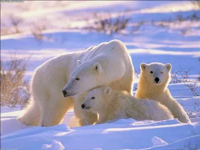 L'ours polaire est un mammifère marin dont la survie dépend de la banquise antarctique. Il chasse aussi bien sur la banquise que dans l'eau. (Un conseil : lisez attentivement les affirmations ! )