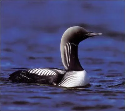 Quel est ce plongeon que l'on peut croiser en hiver ?