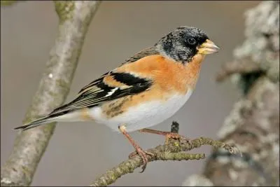 Quel est cet oiseau hivernant chez nous ?