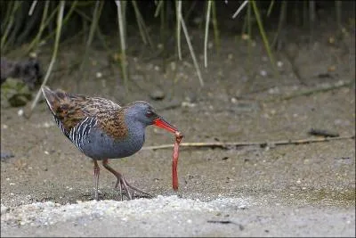 Quel est ce rallidé ?