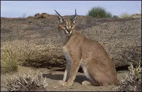 À quel félin européen le caracal ressemble-t-il avec ses pinceaux sur les oreilles ?