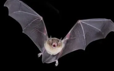 Quiz Chauves-souris