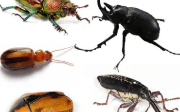 Quiz Insectes