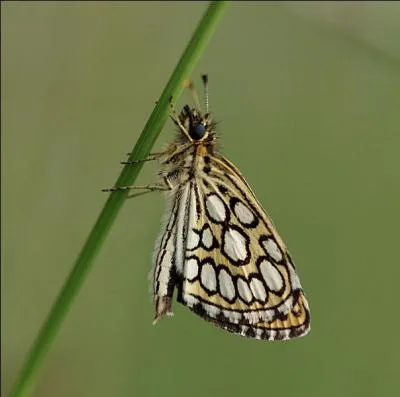 C'est un papillon qui aime les bois clairs proches de marécages.