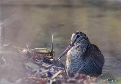 Quel est cet oiseau ?