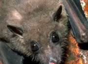 Quiz Fascinantes chauves-souris