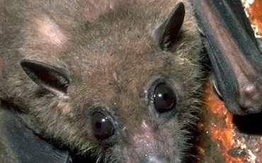 Quiz Chauves-souris