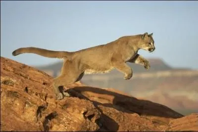 Le puma est un animal félin qui ressemble à un gros chat sauvage. Un de ces surnoms n'est pas le sien. Lequel ?