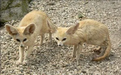 L'animal suggéré par la photo est lié au pays appelé :