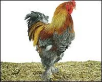 Quand le coq chante, il...