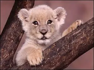 Jusqu'à quel âge peut vivre un lion ?