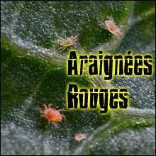 Que sont les araignées rouges ?