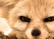 Quiz Tout savoir sur le fennec