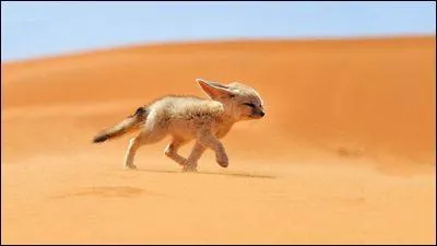 Quel est l'autre nom du fennec ?