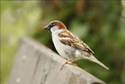 Quel est cet oiseau qui s'est malheureusement raréfié en France ces dernières années ?