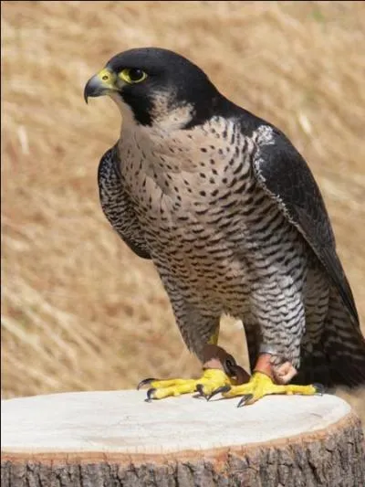 La taille du faucon pèlerin est environ de :