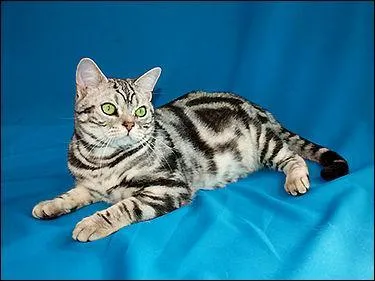 Quelles informations sur l'american shorthair sont correctes ?