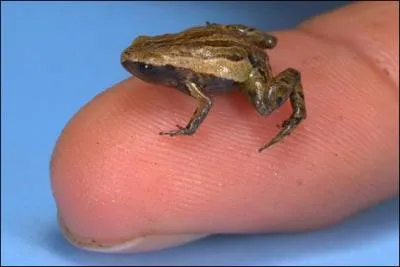 Cette grenouille est le plus petit vertébré connu à cette date (novembre 2015). Elle se nomme « Paedophryne amauensis » et mesure à peine 0, 8 mm pour les mâles. Elle a été trouvée près du village Amau en janvier 2012 par Christopher Austin. Dans quelle contrée se trouve ce village ?