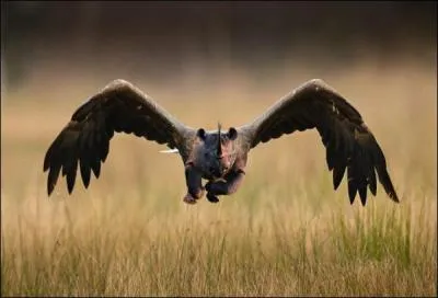 Cet animal hybride s'appelle « Aiglocéros ».