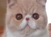 Quiz Le chat exotic shorthair est-il fait pour vous ?