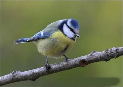 Quel est ce joli passereau ?