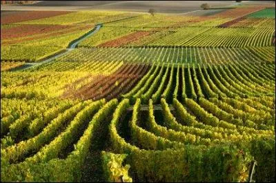 Quelle est approximativement la surface de la vigne en Bordelais ?