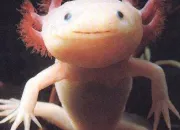 Quiz Animaux rares (1) - L'axolotl