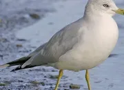 Quiz Mouette ou goland ?