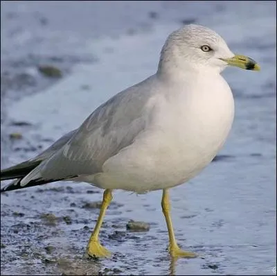 Quel est cet oiseau ?