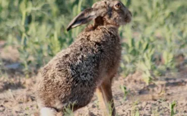 Quiz Animaux