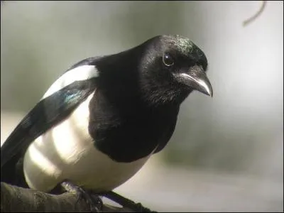 Lequel de ces oiseaux est un corvidé ?