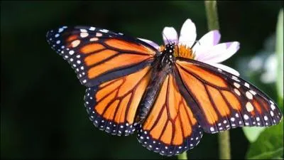 "Demandez à un berger écossais s'il voudrait changer son sort contre le premier potentat de la terre." Que signifie "potentat" ?