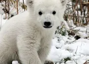 Quiz Animaux menacs par le changement climatique